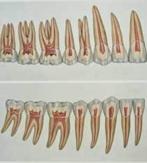 歯の根の数